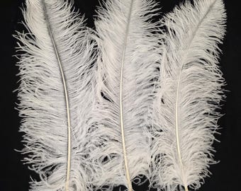 May include: Three white ostrich feathers on a black backdrop. The feathers have long, soft plumes and a central stem. The stems are a light brown colour. The feathers are arranged in a fan shape.