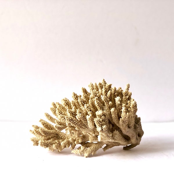 Large White Coral Reef Piece