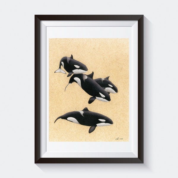 Pod of Killer Whales Drawing Print, Whale Art, Orca Illustration, Color Pencil Drawing