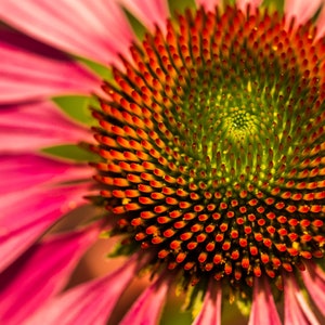 Pink Flower Print, Macro Photography, Large Wall Art