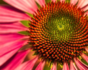 Pink Flower Print, Macro Photography, Large Wall Art