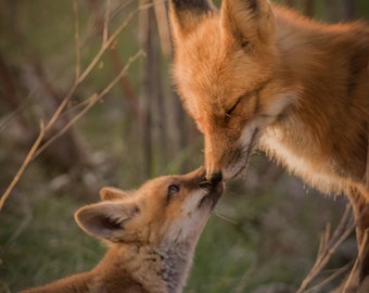 Fox Print / Picture / Fox Photography / Fox Canvas / Red Fox / Red Fox / Baby Fox / Fox Decor