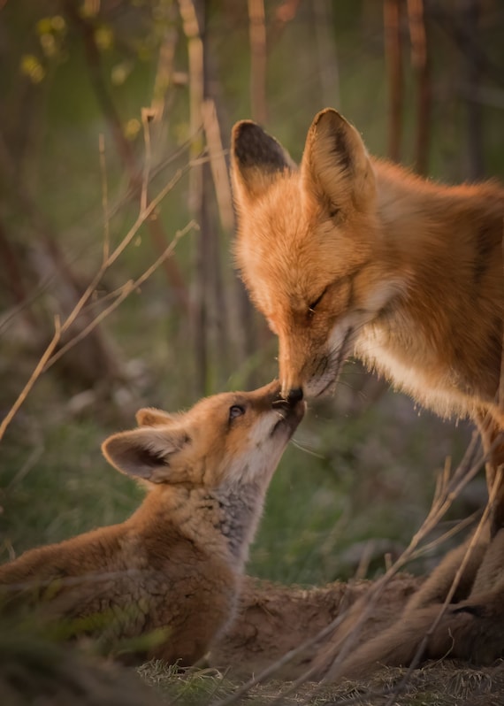 Adult Fox Kit Orange Adult Fox Kit Orange
