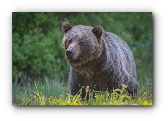Grizzly Bear Wall Art Grizzly Bear Print Bear Photography Etsy