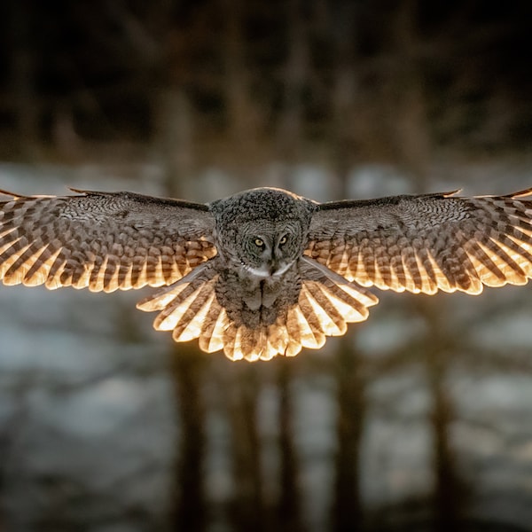 Great Grey Owl Print / Great Grey Owl Photo / Owl Print / Owl Photogtaphy