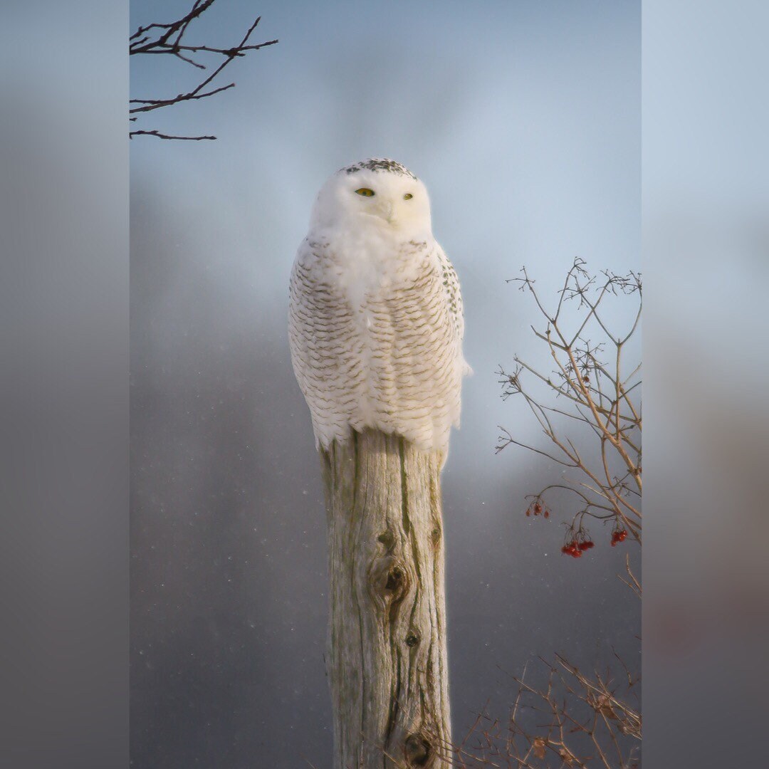 Schneeeule foto