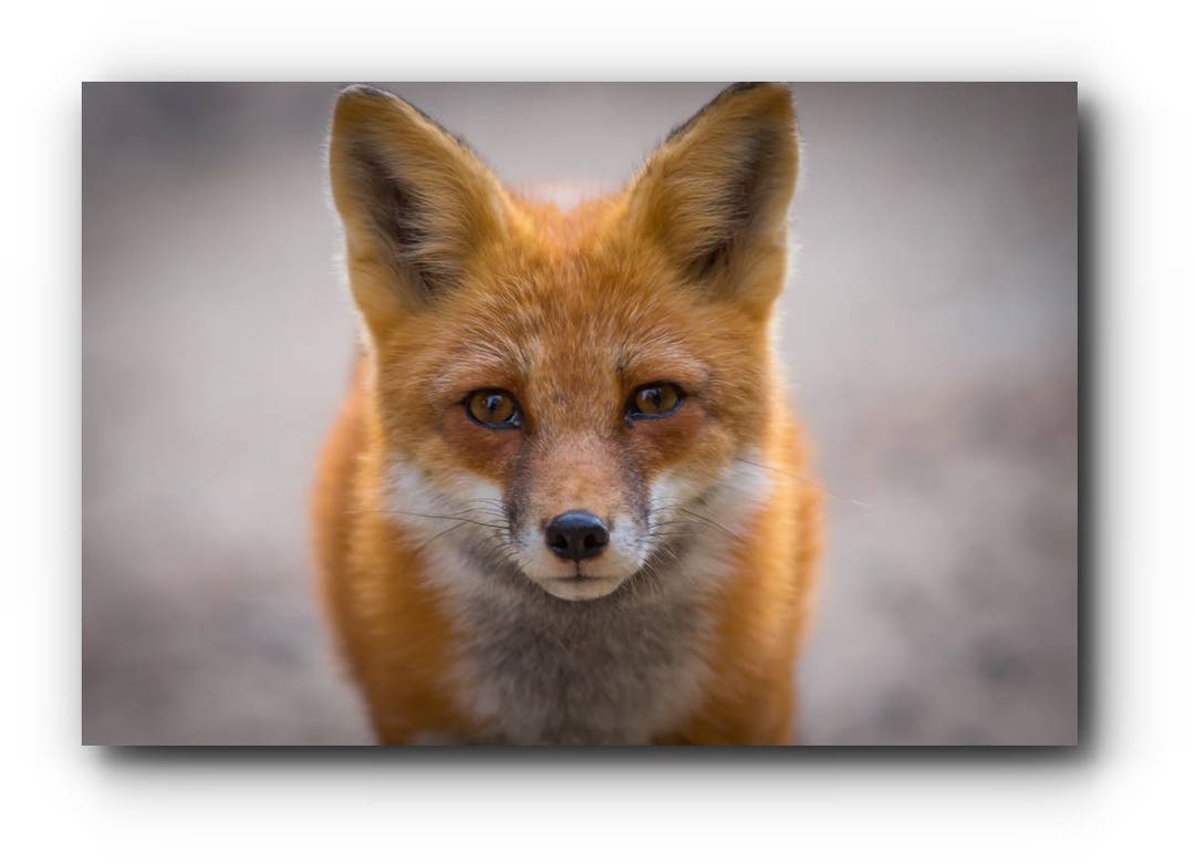Fox Print / Picture / Fox Photograph / Red Fox / Fox Photo / Etsy