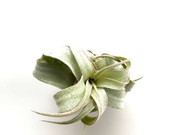 Tillandsia Streptophylla Air Plant