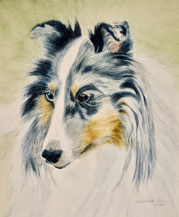 Blue Merle Sheltie Shetland Sheepdog Tri Sheltie