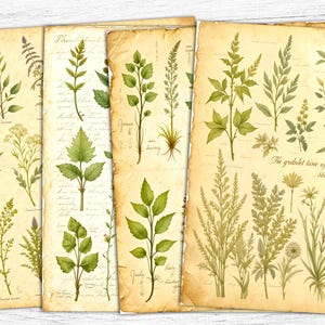 Carta per diario botanico di erbe aromatiche, carta digitale botanica, carta stampabile a base di erbe, download digitale, stampa a base di erbe, arte erboristica vintage