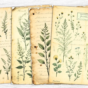 Artigos de periódicos botânicos, imprimíveis botânicos, artigos digitais botânicos, artigos botânicos, artigos sobre vegetação, florais herbáceos, download digital
