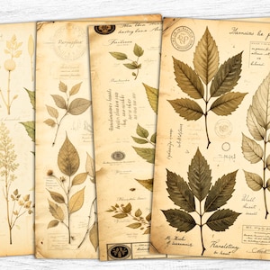 Vintage Plant Leaf Junk Journal Papers, Decorative Plant Background, Flowers Papers, Vintage Collage, Botanical Prints, Old Book Pages