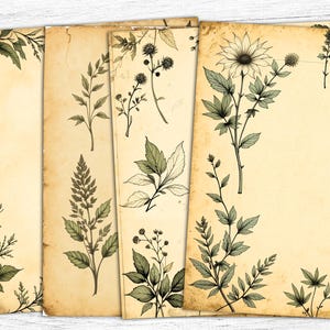 Carta per diario Botanical Junk, carta botanica, carta floreale vintage con erbe aromatiche, sfondo botanico, verde botanico, download digitale