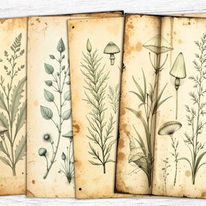 Carta per diario botanico di erbe aromatiche, carta digitale botanica, download digitale, carta a farfalla, arte effimera vintage