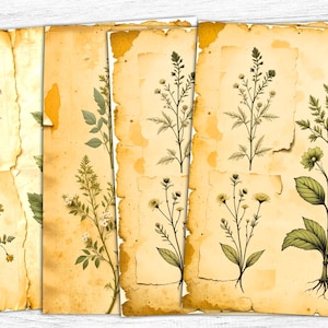 Papiers pour carnet de notes botaniques, éphémères vintage, papier vintage aux herbes, collage botanique, impression botanique, art numérique, téléchargement numérique