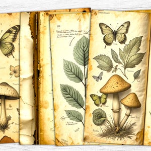 Carta per diario botanico con erbe aromatiche, carta digitale con erbe aromatiche, arte erboristica, erbe aromatiche vintage, arte verde stampabile, stampa di funghi