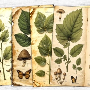 Carta per diario botanico con erbe aromatiche, carta digitale a forma di farfalla, pagine di erbe aromatiche, carta stampabile botanica vintage, pagine di botanica con foglie, uso commerciale