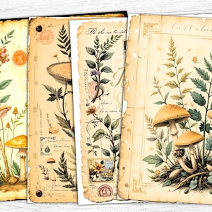 Carta da giornale vintage con funghi botanici, sfondi decorativi, carte manoscritte, collage vintage, stampe botaniche, vecchie pagine di erbe aromatiche