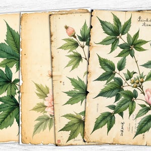 Papéis de diário de flores, papéis digitais de flores, páginas florais, imprimíveis vintage, download digital, páginas botânicas, flores para impressão