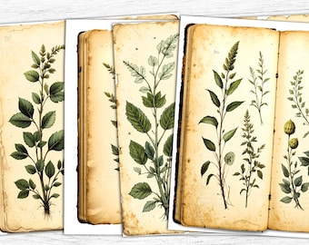 May include: Vintage botanical illustrations of various plants and flowers on aged, yellowed paper pages of an antique book. The illustrations are in shades of green and brown, with some yellow accents.