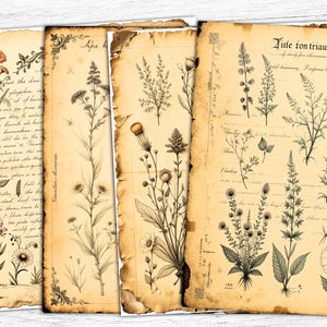 Carta da giornale vintage con erbe aromatiche, carta da stampa vintage con erbe aromatiche, carta da stampa botanica, arte botanica vintage, download digitale, uso commerciale