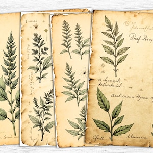 Papéis de jornal com folhas botânicas, papel digital com folhas, arte com folhas, manuscrito vintage, páginas de diário, arte com ervas para impressão, download digital