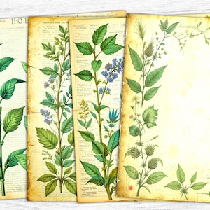 Papéis de diário de lixo botânico, papéis de diário de ervas, imprimíveis botânicos, diário de ervas florais, papéis de ervas vintage, download digital