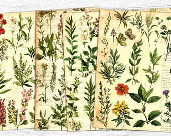 Botanical Junk Journal Papers: Herbal Plant Collage Sheet (Digital Download)