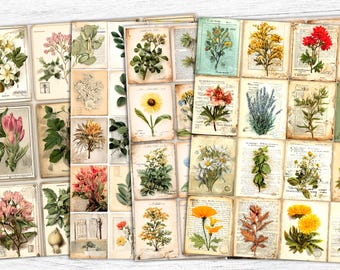 Collage de plantas botánicas: Efímeras de revistas basura (Descarga digital)