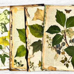 Papiers pour carnet de voyage botanique, botanique vintage, feuille de collage, feuille florale, papier à base de plantes, botanique imprimable, art numérique botanique