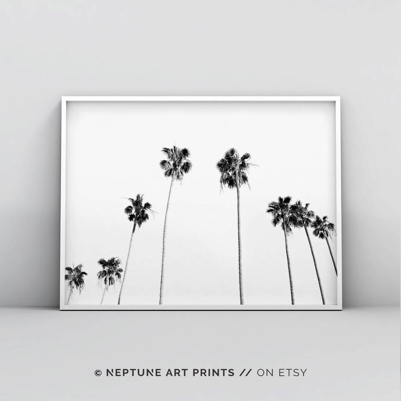 May include: Black and white photograph of palm trees against a white background. The image is framed in a white frame.