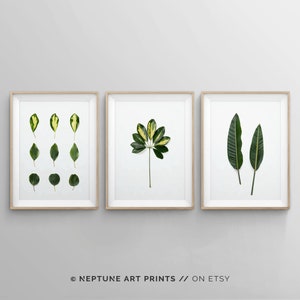 Variegated Leaves Print Set, Set of 3 Piece Tropical Palm Leaf Wall Art, Posters, Tropical Plant, Botanical Art, Green Leaf Gallery Wall Art