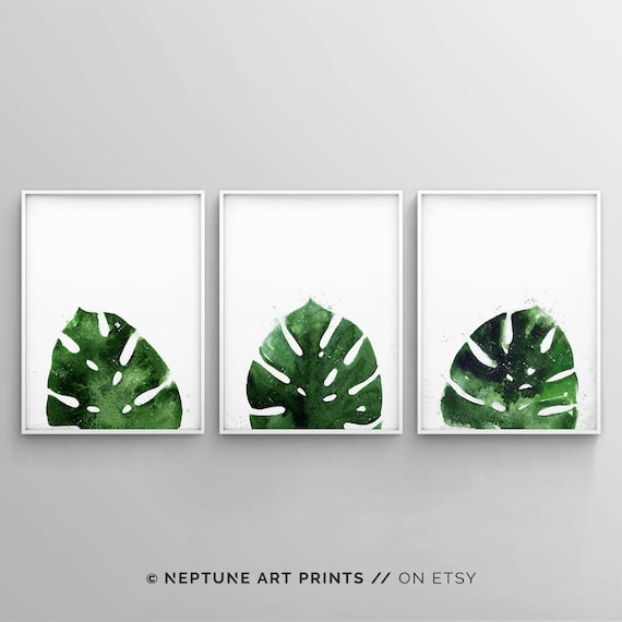 split-leaf philodendron vs monstera Monstera deliciosa, 