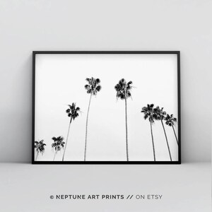 May include: Black and white photograph of palm trees against a white background. The trees are silhouetted against the sky, creating a minimalist and modern aesthetic.