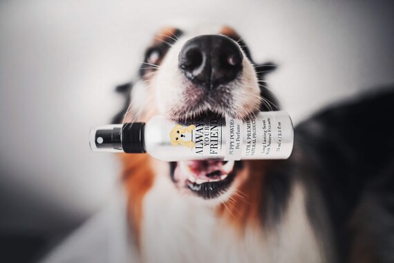 Buy Puppy Powder Dog Perfume Long Lasting Scent With Jojoba Online in India  - Etsy