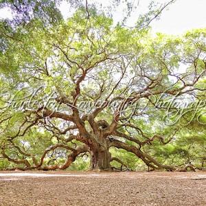 The Grand Angel Oak on Johns Island - Charleston, South Carolina PRINT (landscape/horizontal, multiple sizes)