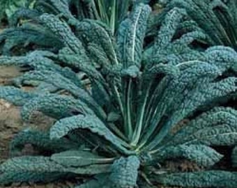 Dinosaur Kale Plants –  Edible Kale - (2) Two LIVE PLANTS (not seeds) – each 4” to 7” tall in 4” Pots