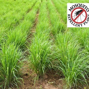 Two 2 Large Live Lemongrass Plants NON-GMO Each 4 Inches to 8 Inches Tall In 4 Inch Pots  Family Run Business Since 1957