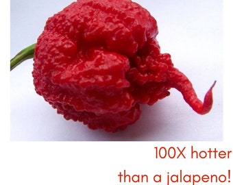 2 Live Trinidad Moruga Scorpion Pepper Plant - Non-GMO,  Each 4"-8" Tall - In 4" Pots - WORLD'S HOTTEST in 2012 – 1.2 Mil Scoville Units