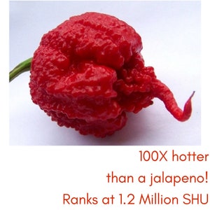 May include: A red chili pepper, the Carolina Reaper, is 100X hotter than a jalapeno and ranks at 1.2 Million SHU.