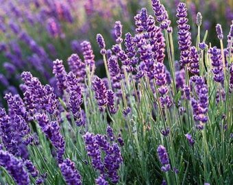 Hidcote Lavender | Two Live Herb Plants | Non-GMO, English Lavender, Compact