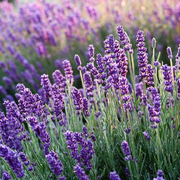 Hidcote Lavender | Two Live Herb Plants | Non-GMO, English Lavender, Compact