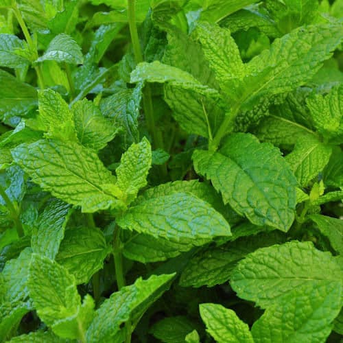 Two Live Plants Mojito Mint Plant 4-7 Inches Tall In 3.5 Inch Pots Family Run Business Since 1957
