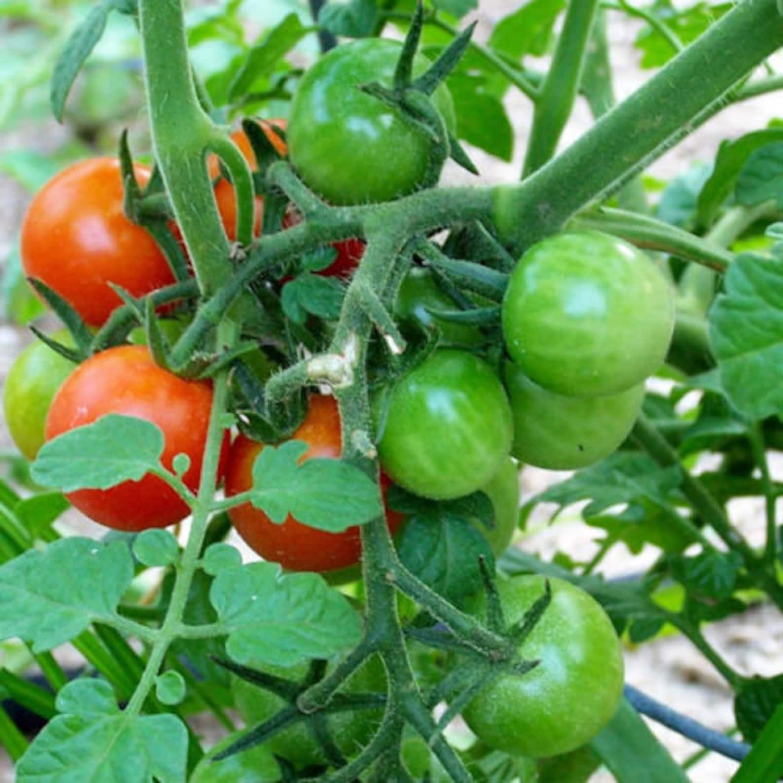 Two Live Plants Sweet 100 Tomato Plant NONGMO 3 to 7 Inches Etsy