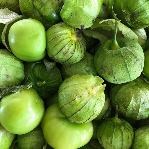 Tomatillo Plants (Mexican Husk Tomato) Plants | Two Live Garden Plants | Non-GMO, Must Have for Salsa Verde