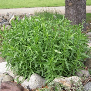 Puede incluir: Primer plano de una planta verde de hojas que crece en un jard&iacute;n rodeado de piedras.