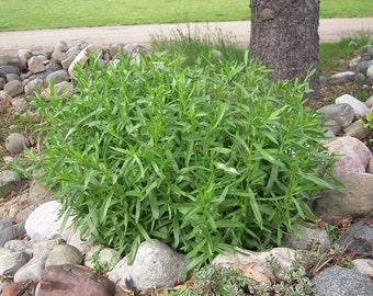 French Tarragon | Two Live Herb Plants | Non GMO, Propagated from Authentic French Plants - Each 3"-  7" - in 3.5 Inch Pots