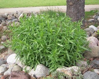 French Tarragon | Two Live Herb Plants | Non GMO, Propagated from Authentic French Plants - Each 3"-  7" - in 3.5 Inch Pots