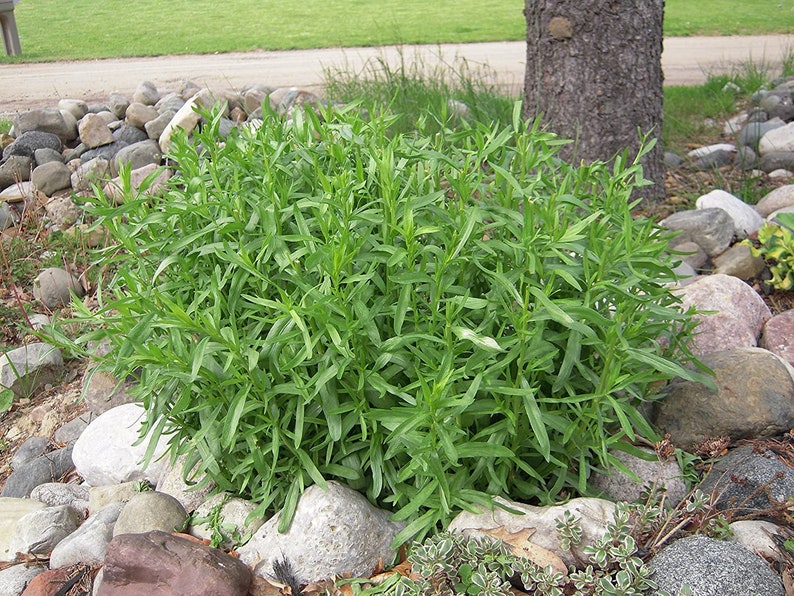 Puede incluir: Primer plano de una planta verde de hojas que crece en un jard&iacute;n rodeado de piedras.