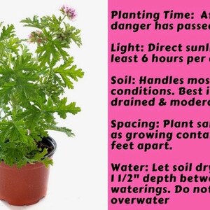 May include: A potted citronella plant with green leaves and pink flowers. Planting instructions are provided on a pink background. The instructions include planting time, light, soil, spacing, and watering.